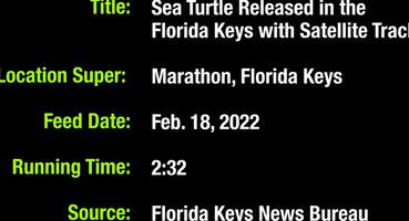 Rehabilitated Sea Turtle Released Off Florida Keys