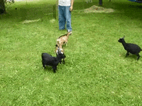 gifys GIF by The .GIFYS