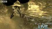 bbc one oceans GIF by BBC