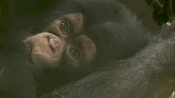 animals baby zoo newborn chimp GIF