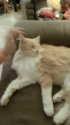 Cat Lover GIF by Maria Johnsen