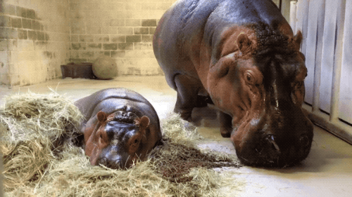 tired hippo GIF by San Diego Zoo