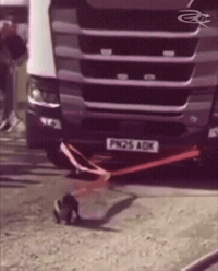 Wiener Dog GIF by Respective
