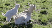 Mothers Day Moms GIF by reactionseditor