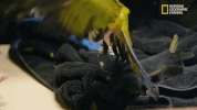 the incredible dr pol season 12 episode 6 GIF by Nat Geo Wild 