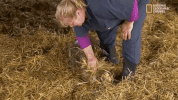 the incredible dr pol season 12 episode 6 GIF by Nat Geo Wild 
