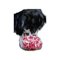 Pawcord Sticker by Pawcordbyfranzi