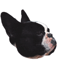 Bored Dog Sticker