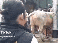 Indonesia Dmashura GIF