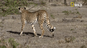 savage kingdom big cat week GIF by Nat Geo Wild 