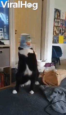 Kitty Gets More Ice Cream than It Bargained For