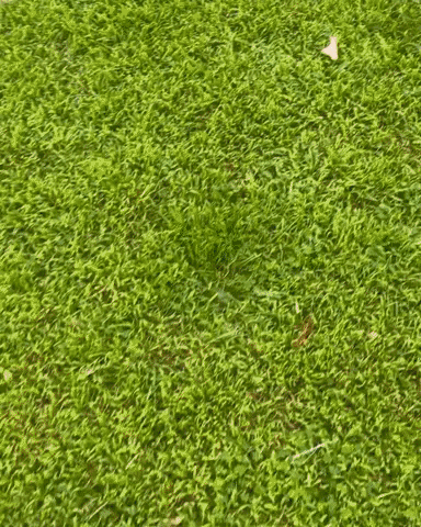 cuteanimalland giphyupload GIF