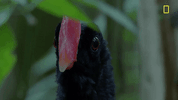 nat geo bird GIF by National Geographic Channel