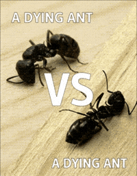 Dead Ant GIF