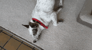 Dog Side Eye GIF by GIPHY Engineer #3422