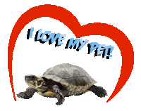 Guinea Pig Love Sticker
