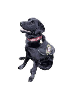Sasha Sticker by Harvard Alumni Association