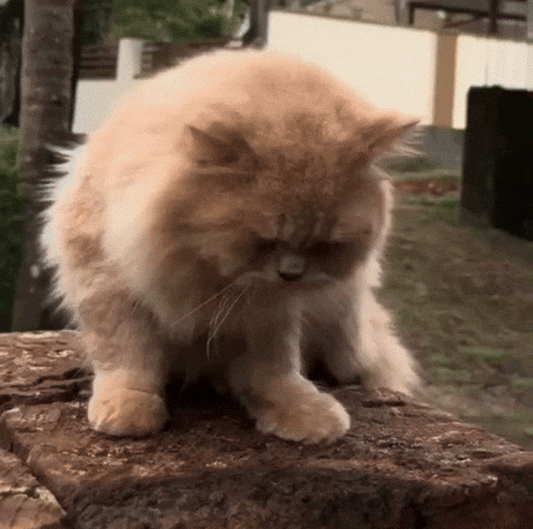 Sad Cat GIF