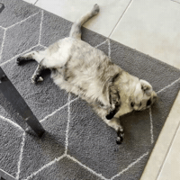 Cat Kitty GIF