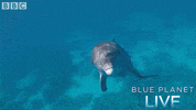 bbc one oceans GIF by BBC