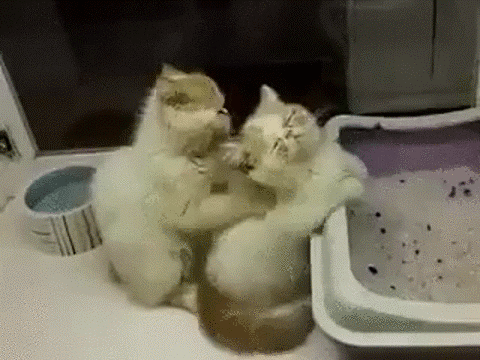 cat massage GIF