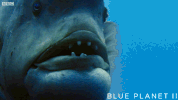 bbc one ocean GIF by BBC