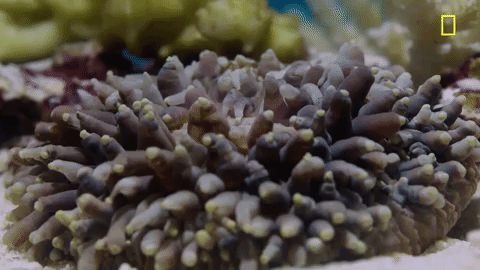 nat geo ocean GIF by National Geographic Channel