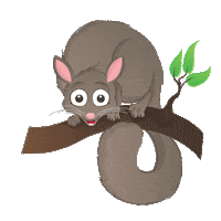 Possum Sticker by Sunshine Coast Council