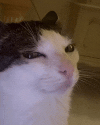 Cats Judging GIF