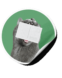 Cat Yes Sticker