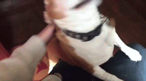 dog circles GIF