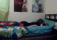 lazy fat cat GIF