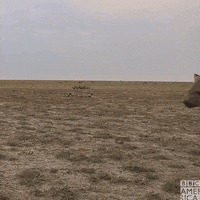 Bbc Earth Lifestory GIF by BBC America