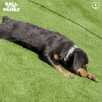 bitf GIF by Ball in the Family