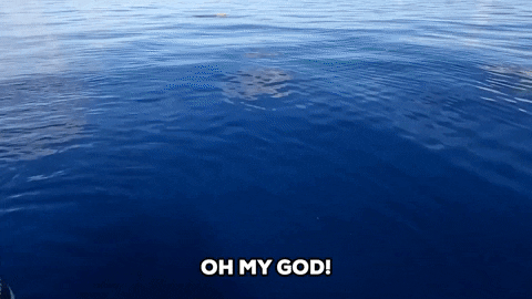 Great White Shark GIF by Storyful