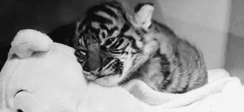 tiger relaxing GIF