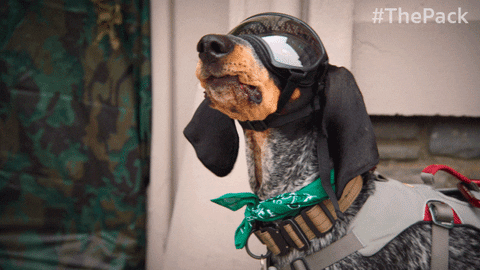 The Pack Dogs GIF by Amazon Prime Video