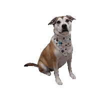 Ghibli Katsu Sticker by Geekster Pets