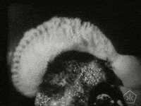 black and white vintage GIF by Okkult Motion Pictures