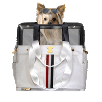dog travel Sticker by MISO PUP