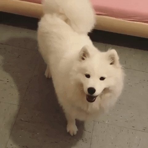 dog playtime GIF by JustViral.Net