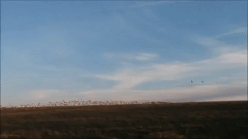 Thousands of Snow Geese Fly During Spring Migration