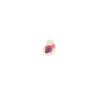 cell plop Sticker by Felix von Liska