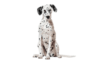 Cool Dog Sticker by FLEX-tools