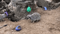 Animals Enjoy Easter Treats at London Zoo