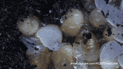 snail GIF by PBS Digital Studios