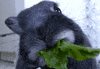 bunny salad GIF