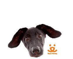 Dog Lol Sticker by Best Friends Animal Society