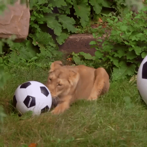 London Zoo’s Lioness Gets Behind The Lionesses
