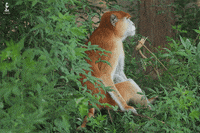 Gorilla No GIF by Al Ain Zoo